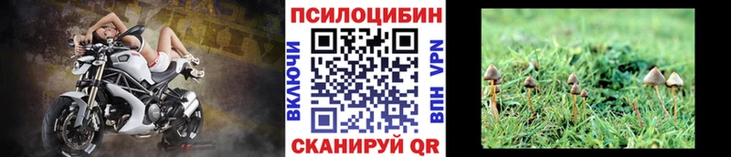 купить закладку Котлас Галлюциногенные грибы Cubensis